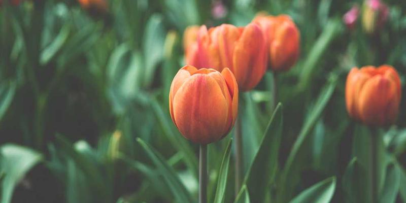 一位身穿白色T恤，背着蓝色程序员背包的程序员，站在电脑前的背影