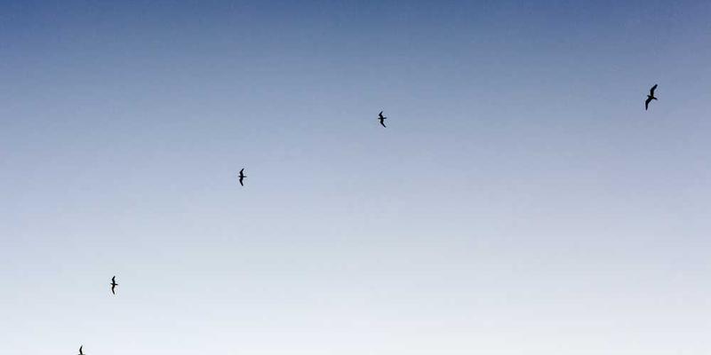 模仿一种动物的动作模式（如猫伸懒腰）一天，观察身体变化