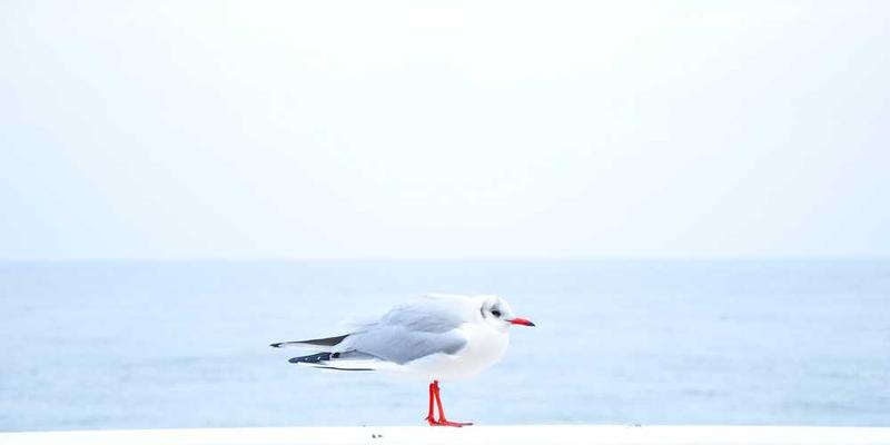 展示AirPods Pro和索尼XM5的对比图，画面中包括两款耳机的外观设计和部分参数对比，吸引读者关注