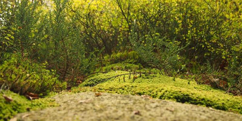 一座古老的屋顶，瓦片斑驳，阳光透过瓦片洒在古老的砖墙上，营造出一种时光流转的感觉