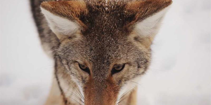 ICU病房内部，患者监护设备和医护人员工作场景
