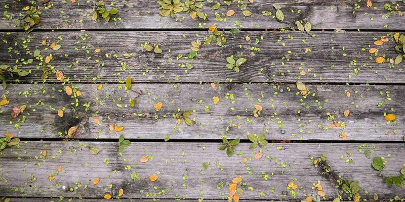 一个人在城市街道上，抬头观察路边的树，仿佛在寻找灵感